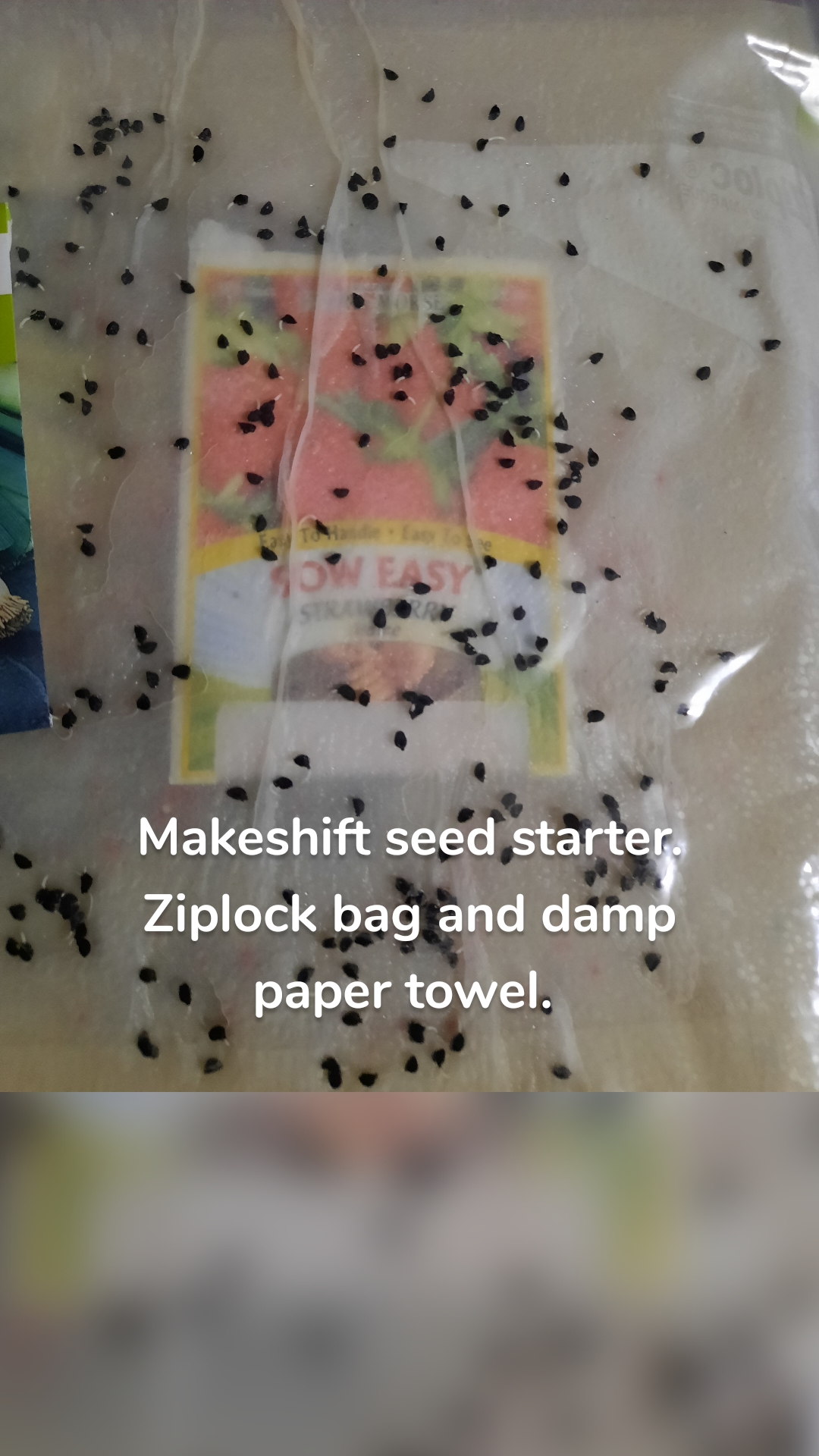 Makeshift seed starter. Ziplock bag and damp paper towel. 