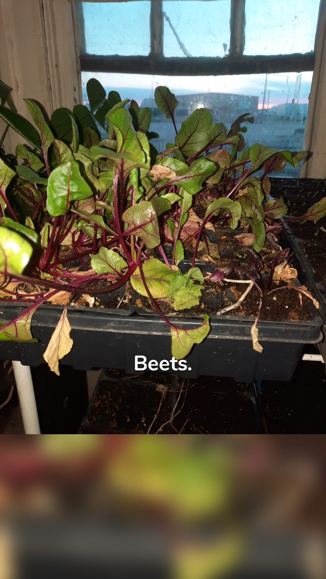 Beets.