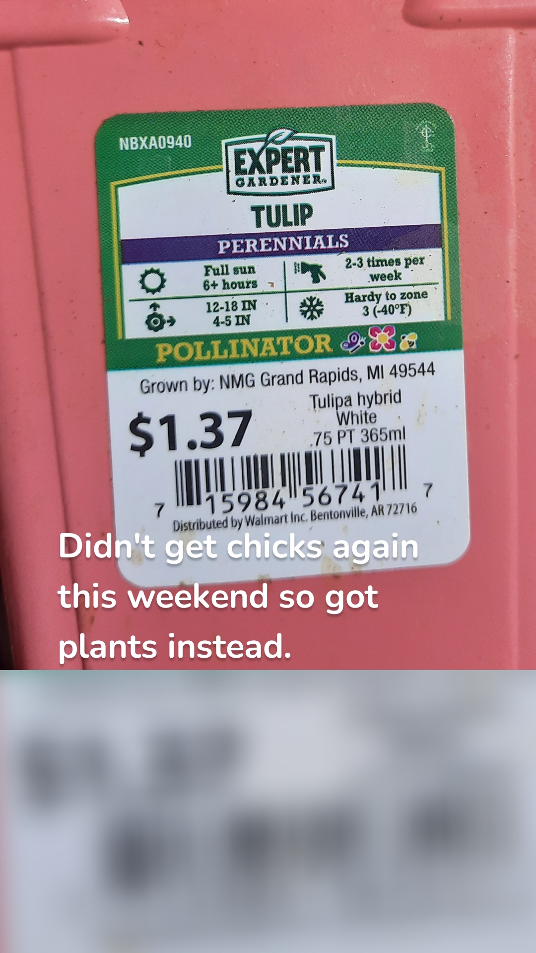 Didn't get chicks again this weekend so got plants instead.