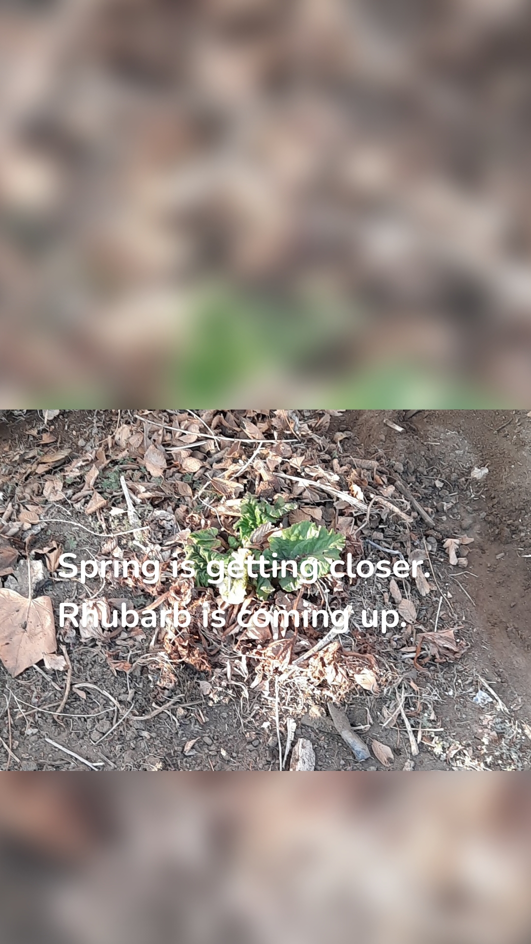 Spring is getting closer. Rhubarb is coming up.